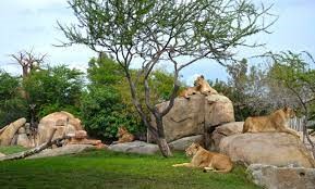 Bioparc leones